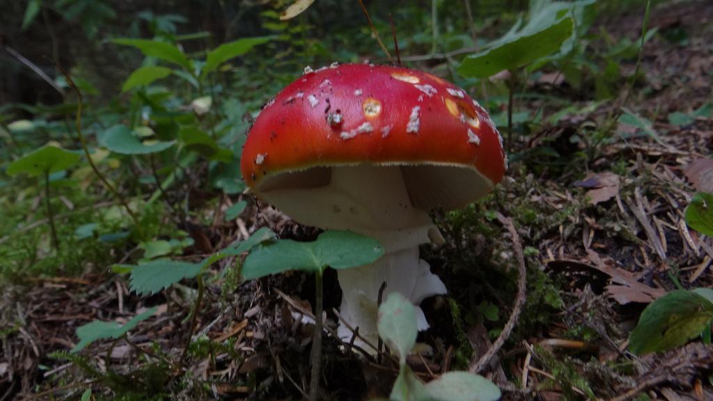 Penzion Baltazar Liptovska Luzna Bagian luar foto